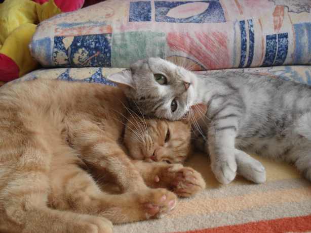 Staršie mačka a novo prichádzajúci mačiatko