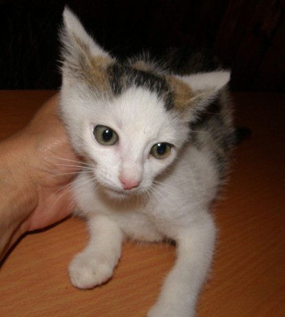 Bystrozraký slepému neverí ..