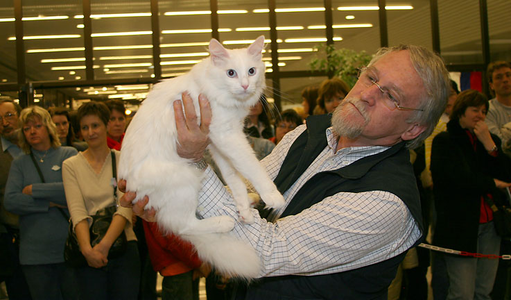 Medzinárodná výstava mačiek