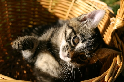 Ako zmení príchod mačky váš život