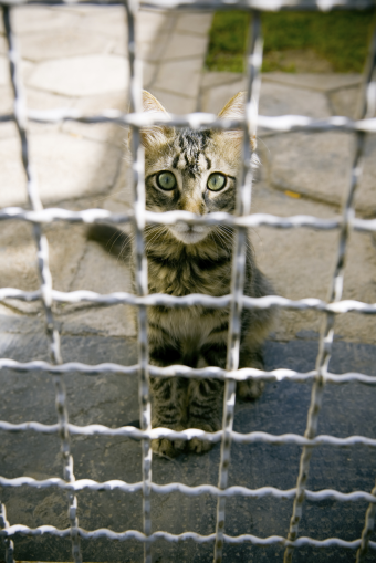 Ako ohlásiť týranie zvierat?