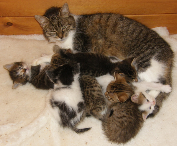 Mačacie povodňovej SOS - MESIAC POTOM