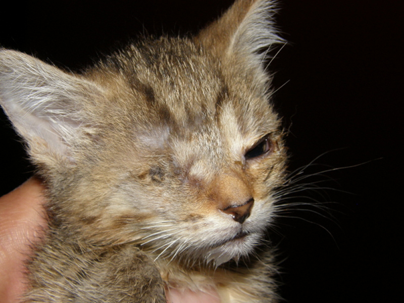 Zizi - malý veľký bojovník