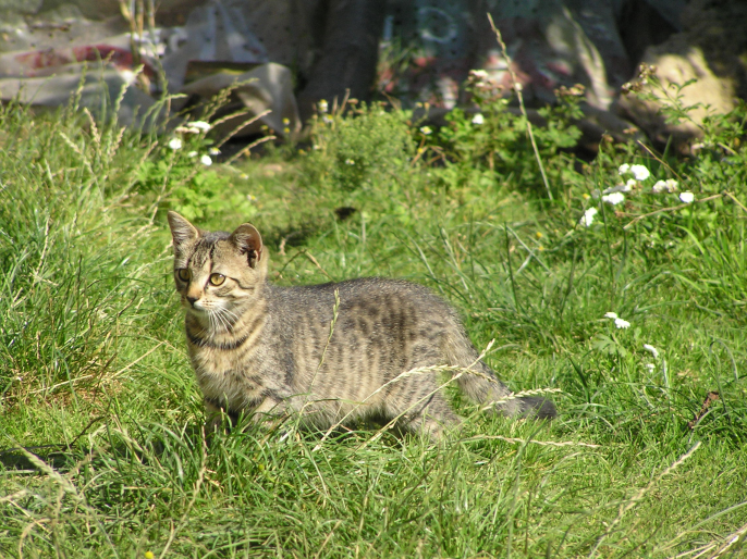 Mladí ľudia pomáhajú útulkom benefičnom koncerty