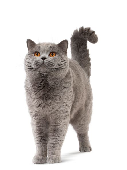 3 časté mýty o výžive psov a mačiek