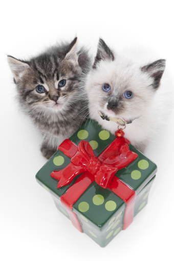 Vianočné darčeky pre mačky