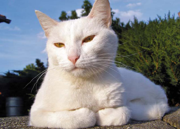 felinoterapii
