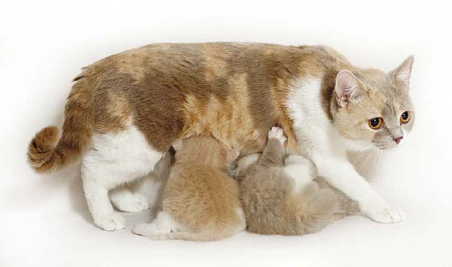 Odlišnosti v kŕmení kocúrov a mačiek