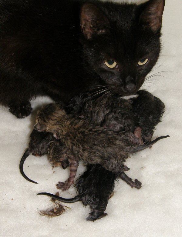 Podporte hladín kastrátov program