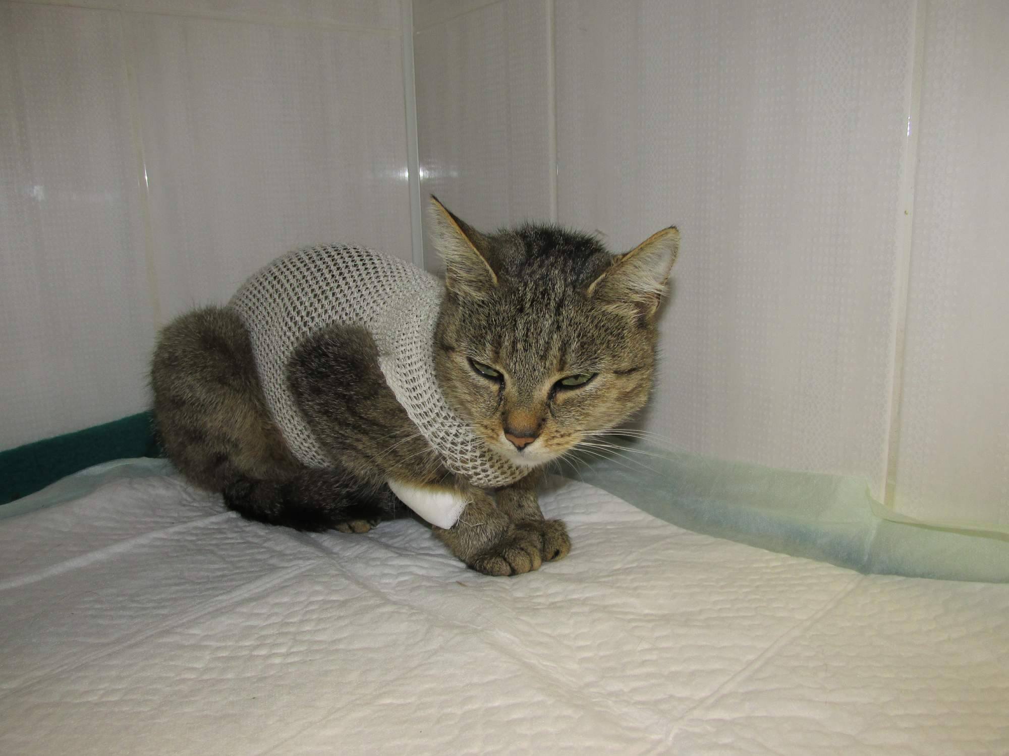 maličká Dlhoprstý