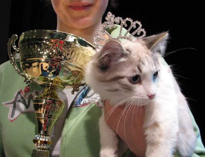 MISS mačka bude zvolená už túto sobotu!