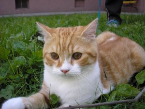 Postrach veterinárov