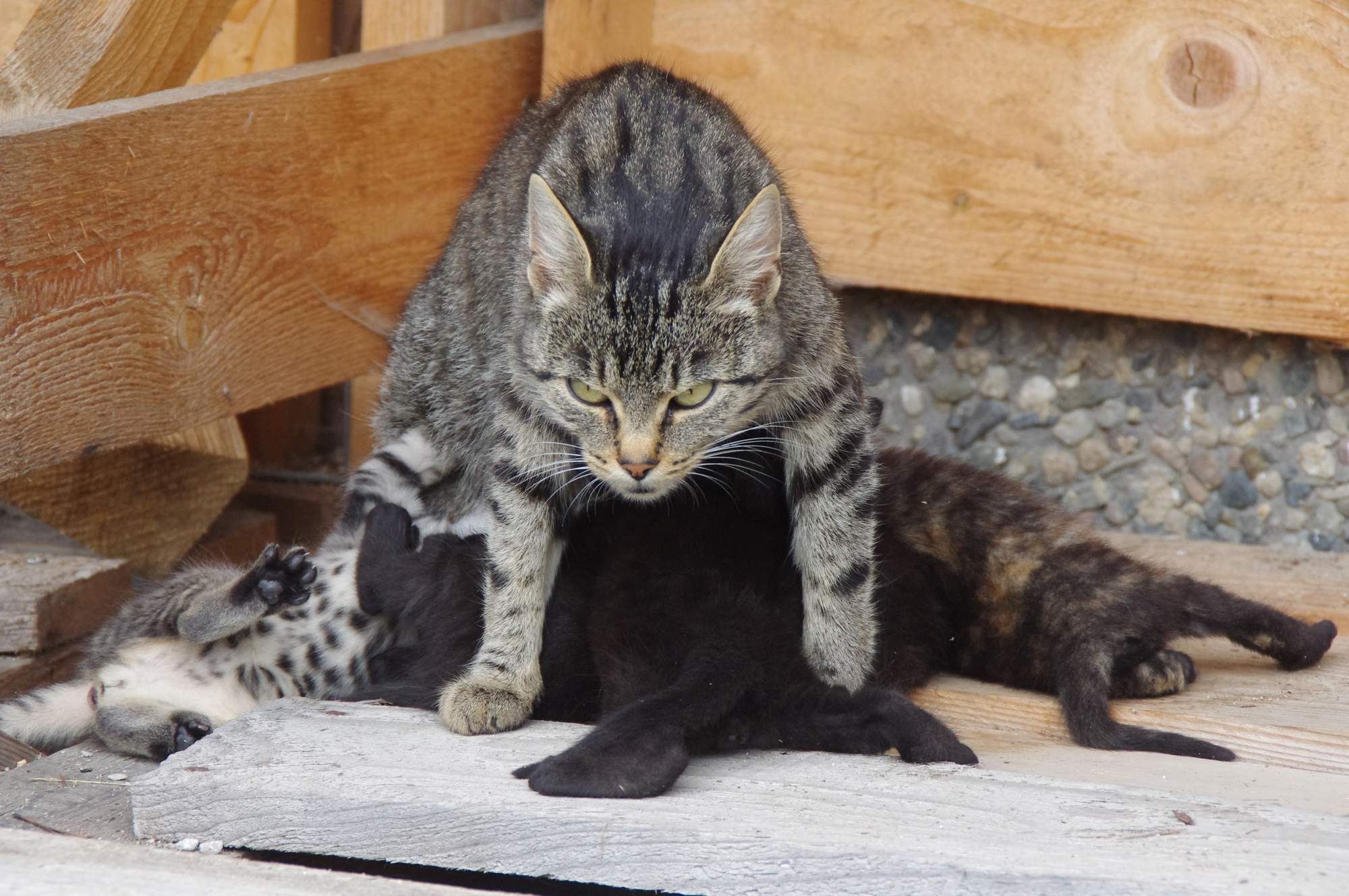 Ako rozoznať pohlavie mačiatok?