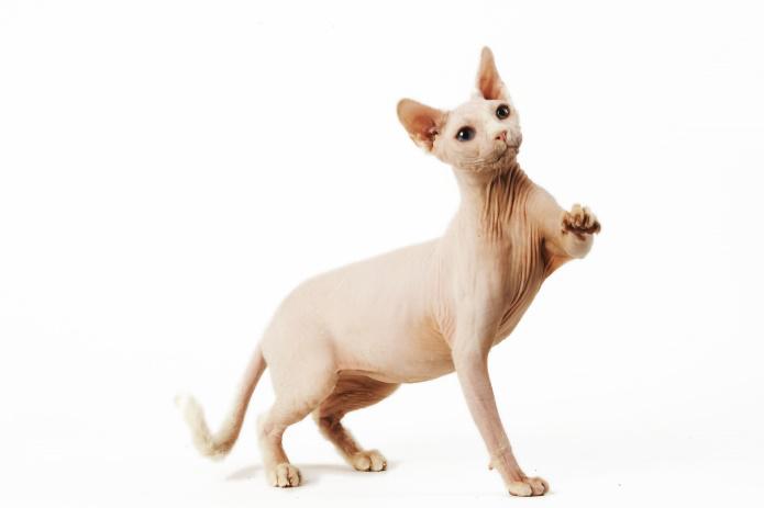 Starostlivosť o psa a mačku v zime