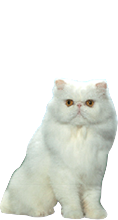 Vyslieďte si zľavu na krmeni.cz