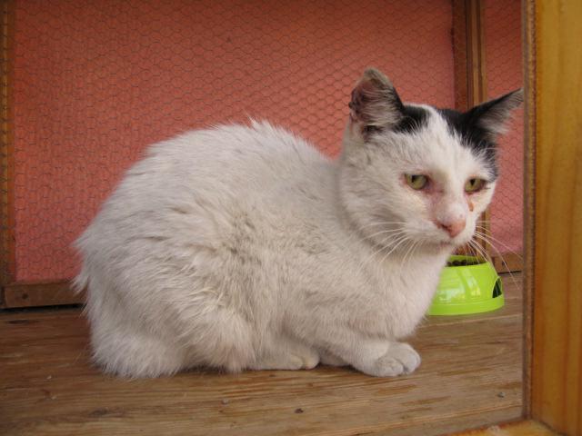 Mačička Gaia sa spovedá