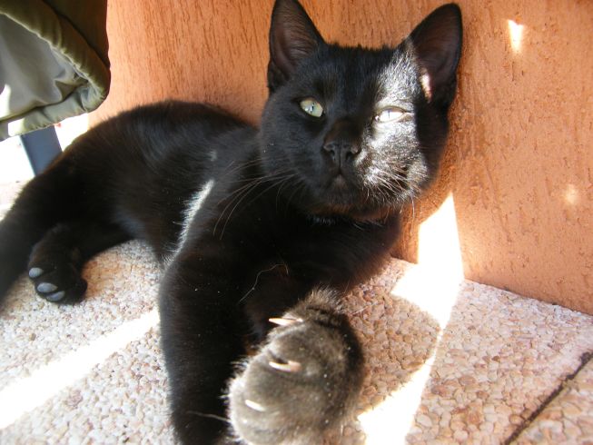 zápcha