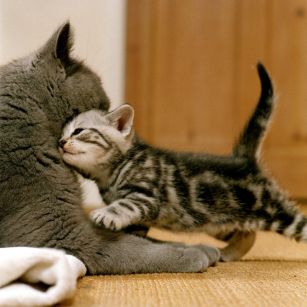 Čo potrebujú mačacie bábätká?