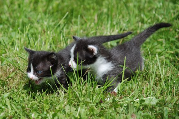Je vhodné striedať jednotlivé značky granúl?