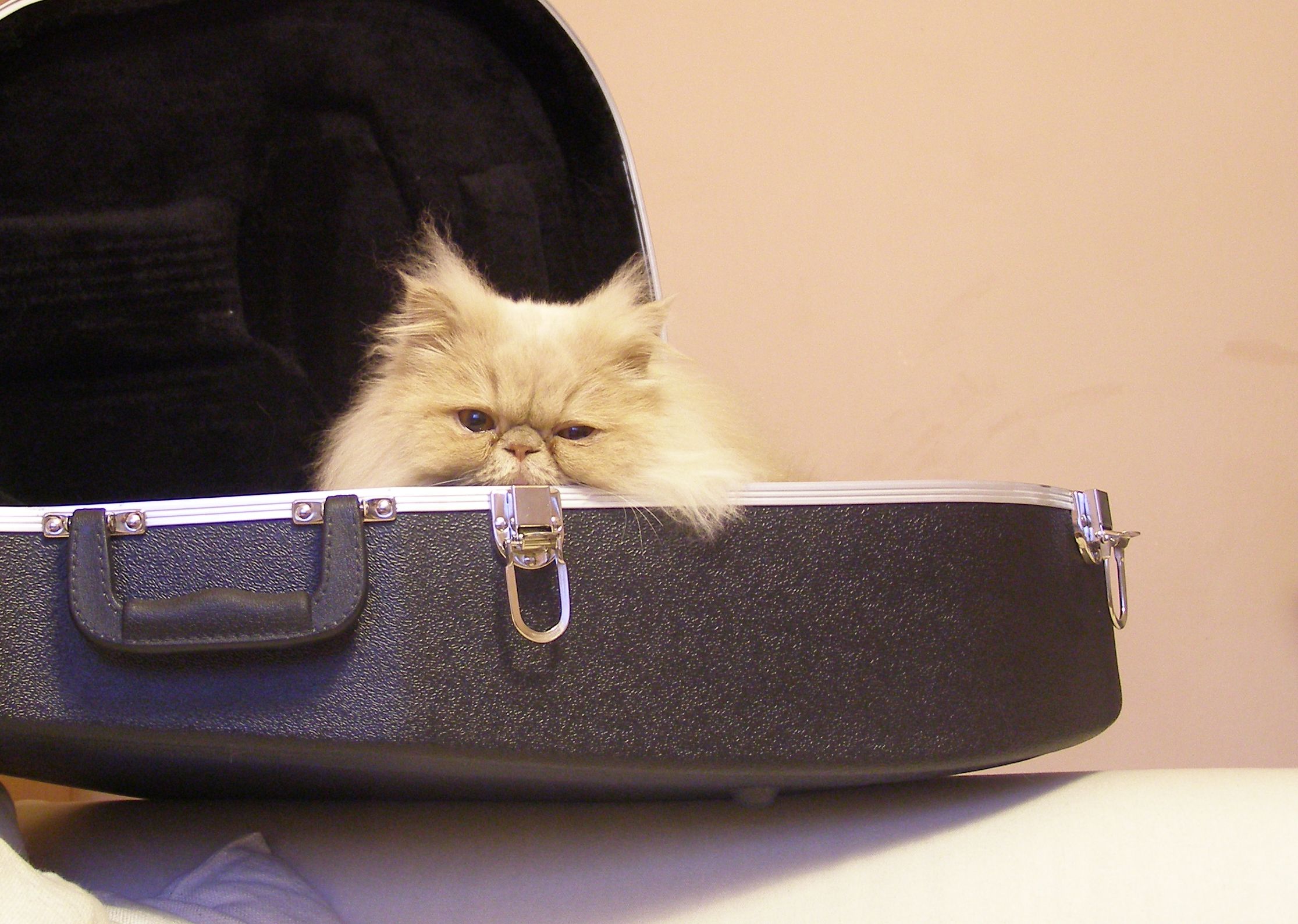 Poistenie štvornohého člena rodiny