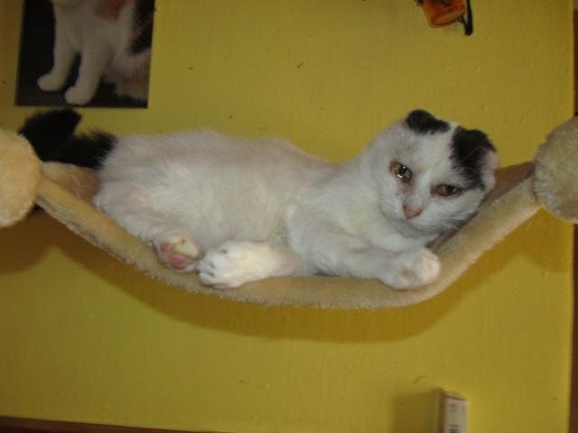 Pozoruhodná mačička Gaia