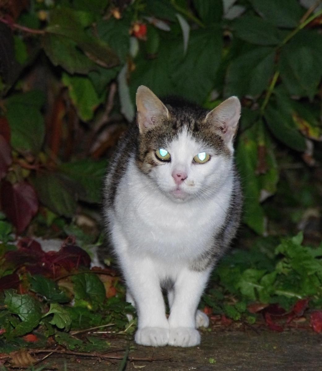 Reakcia na zemetrasenie