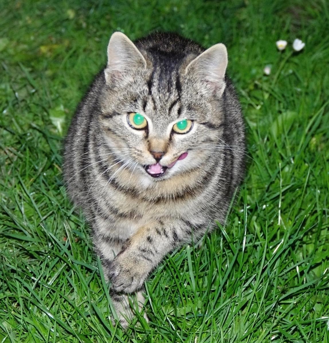 Mňaukanie ako komunikačný prostriedok