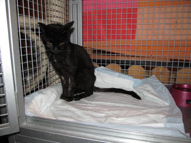 Pínulka, smutné rozlúčka