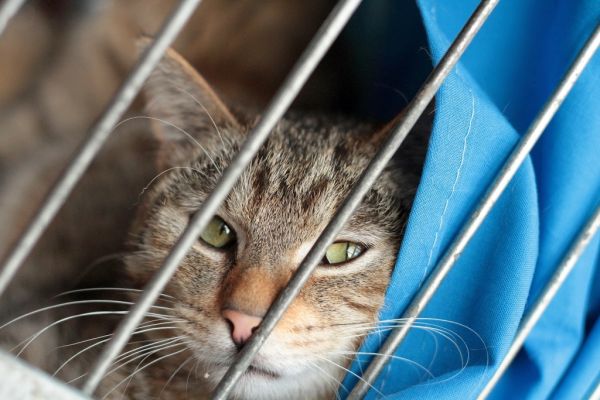 Pozvánka: VÝSTAVA pre mačky - jesenné umiestňovacej výstava opustených mačiek