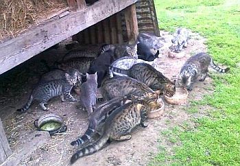 Mačacie sociálny program