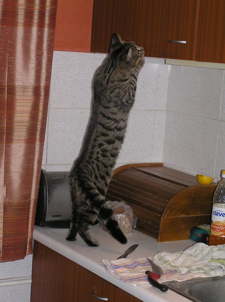 Kocúr nenechá nikoho vyspať