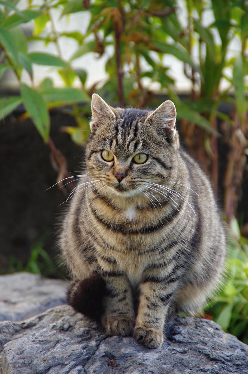 K čomu slúži vitamíny?