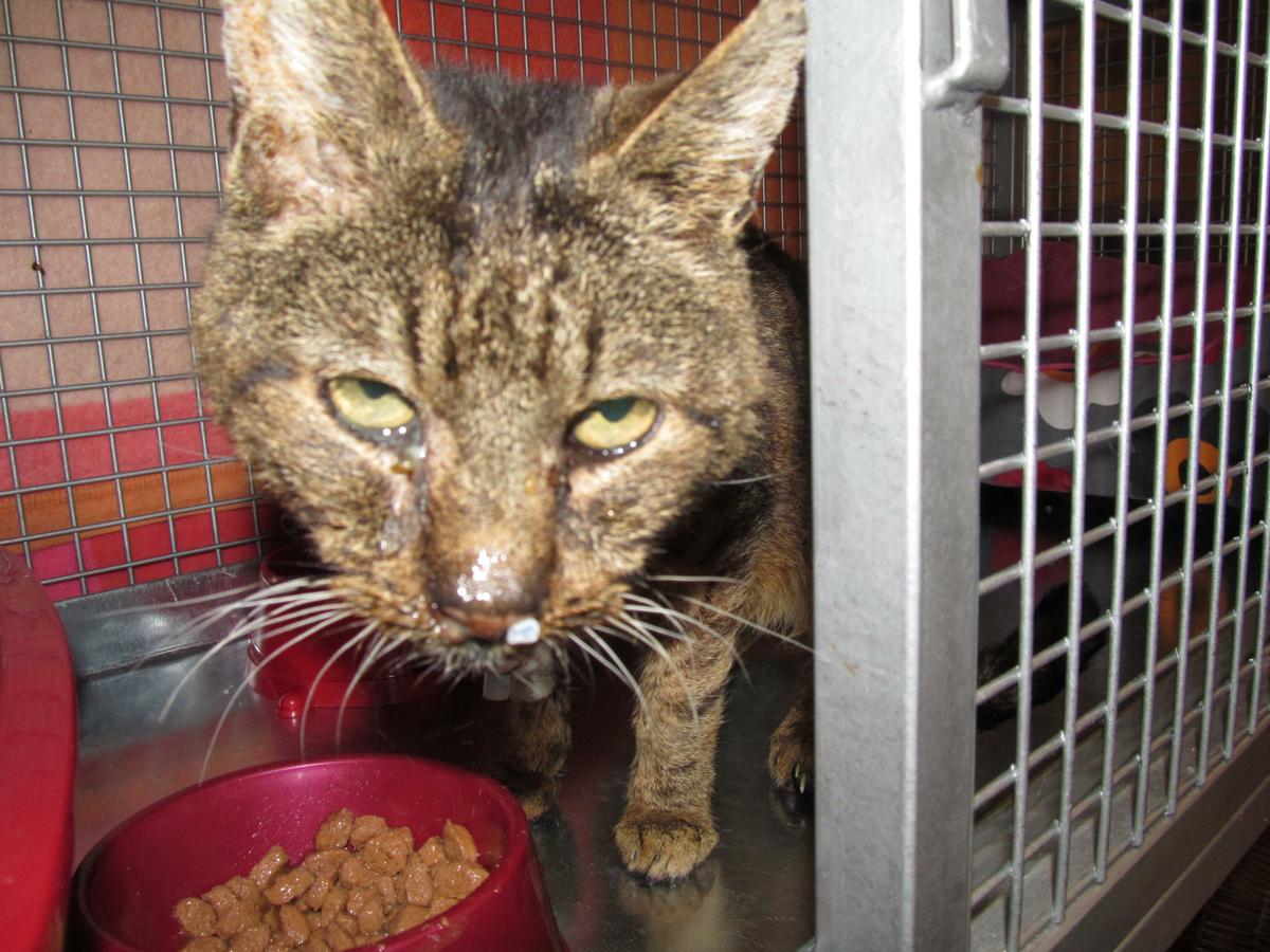 František Dobrota - rodák z blízkej dediny