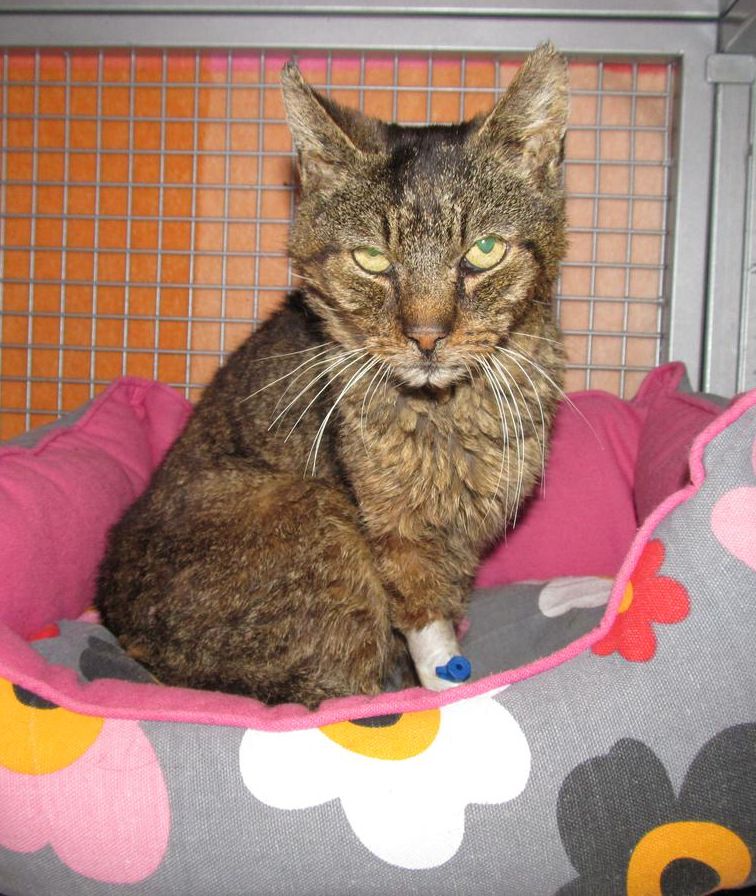 František Dobrota - rodák z blízkej dediny, 2. diel