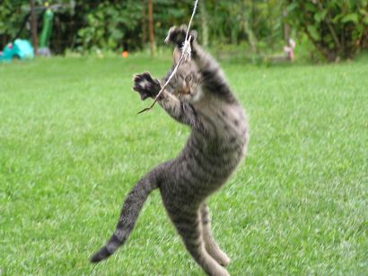 Chceli zabiť Mikeša