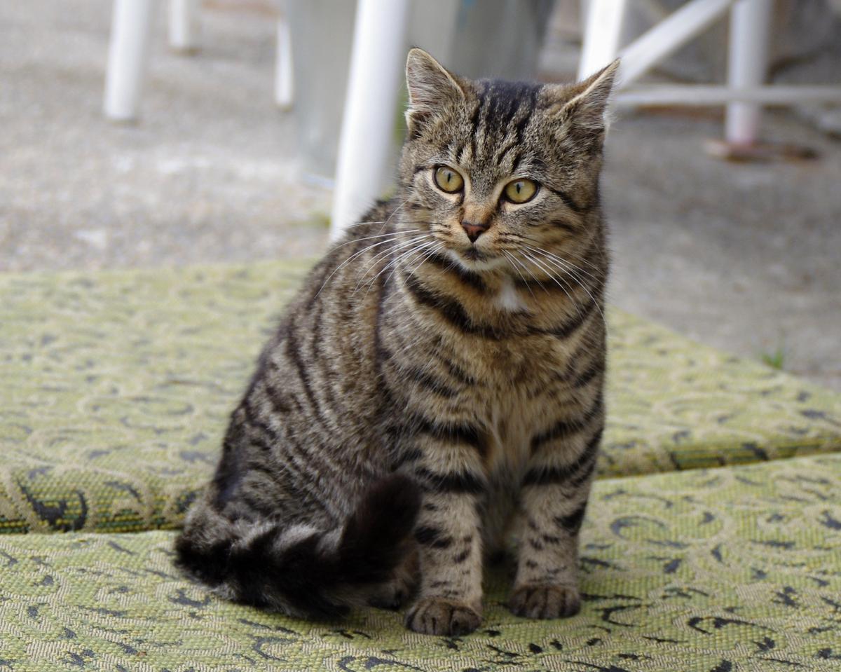 Signalizácia a uši