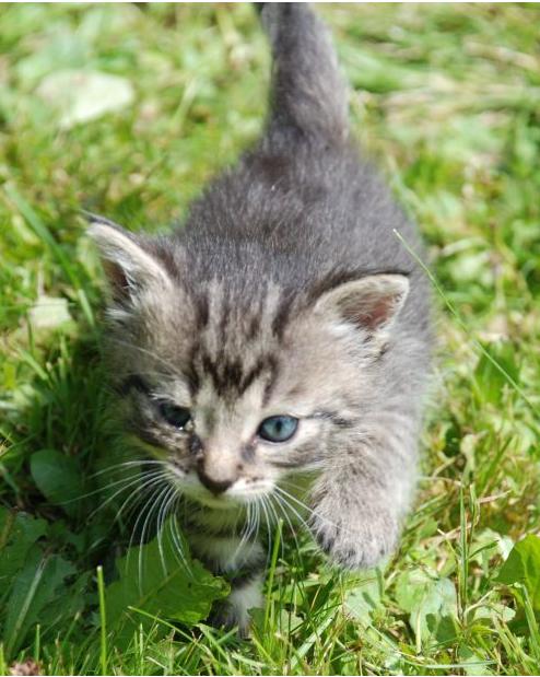 Ochrancovia zvierat oslavuje - Európa končí s kozmetikou testovanou na zvieratách