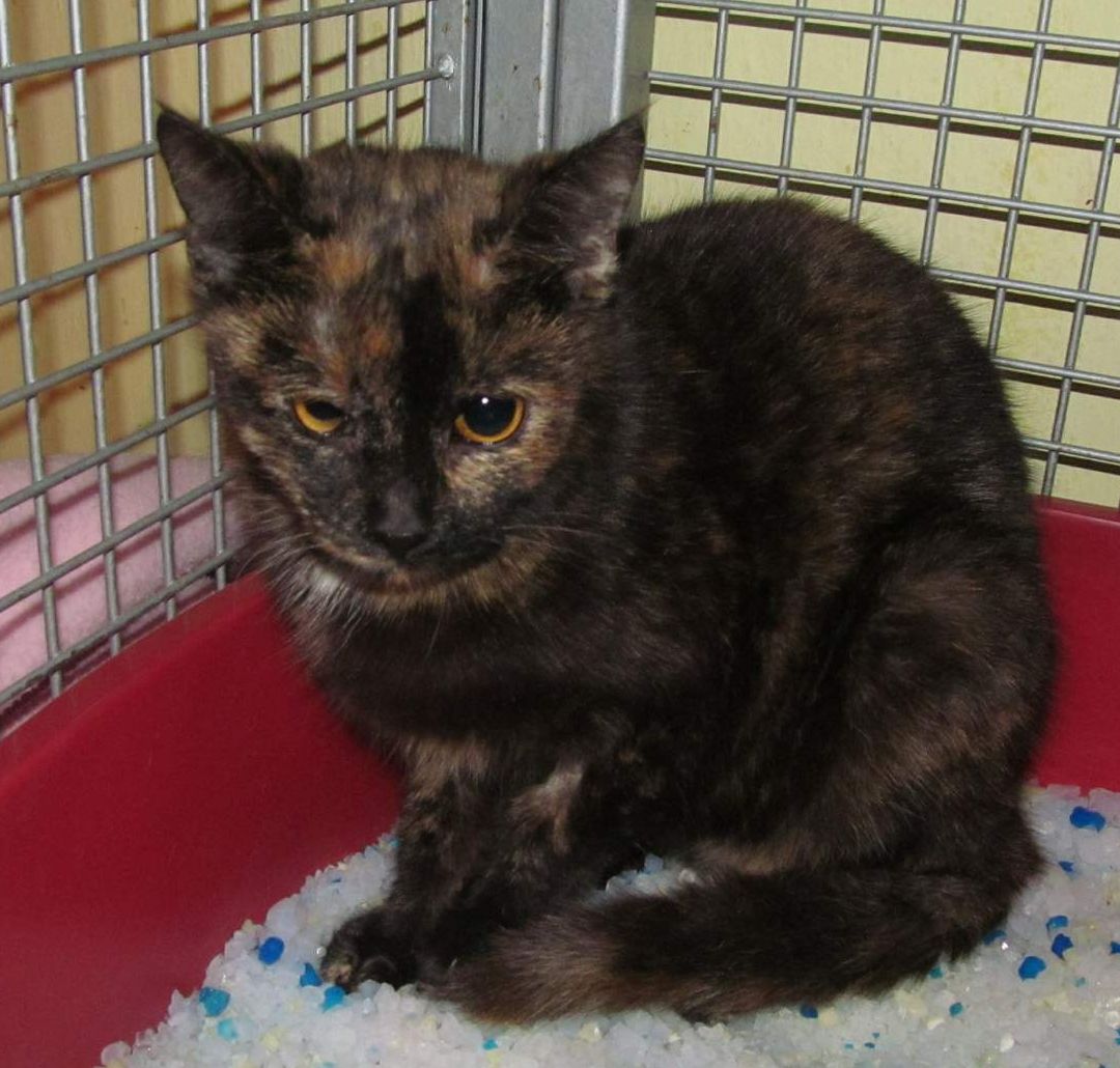 V tieni spravodlivosti - 2.diel