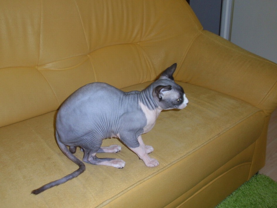 Čo sa značkujícím kocúrom?