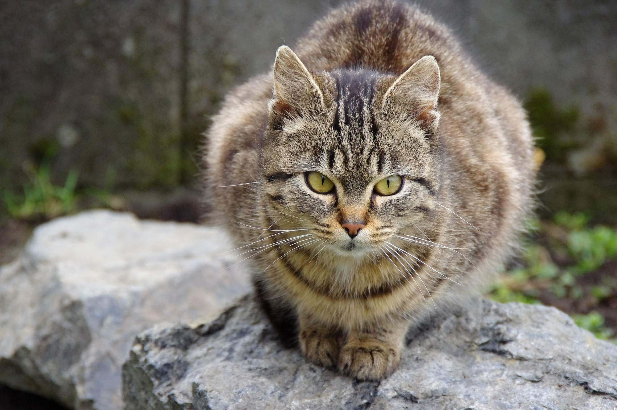 Telesná stavba mačky