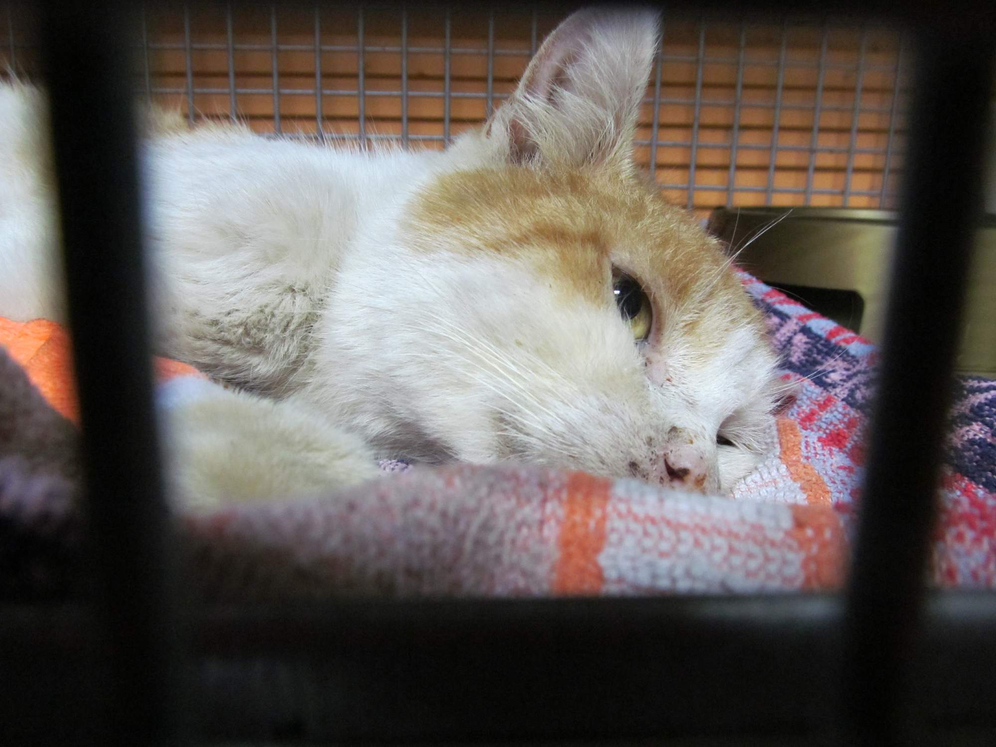 Rozlúčka s milovaným kocúrikom Kolja