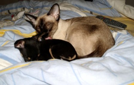 Zvykne si mačička na psov?