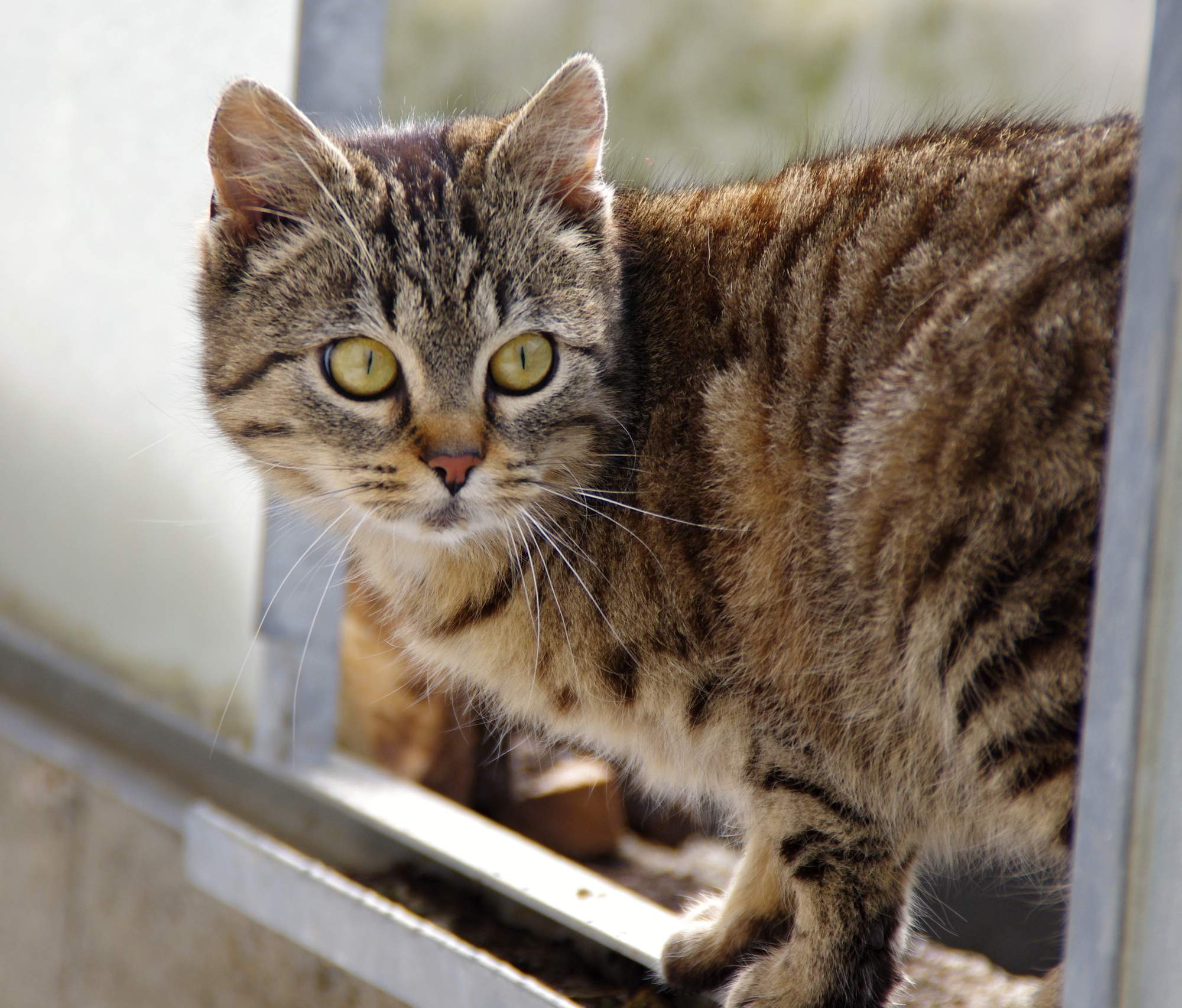 Mačiatko, alebo dospelú mačku?