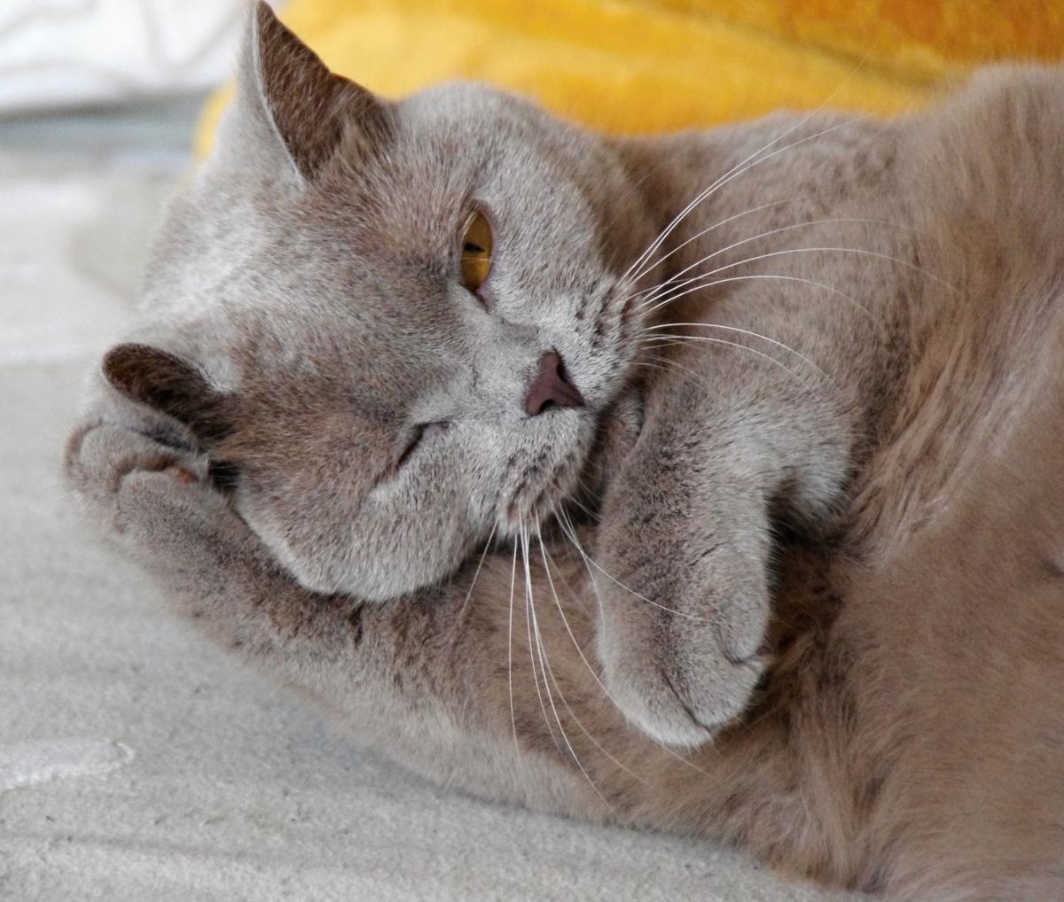 Ako je to s kozmetikou a liekmi, ktoré sú testované na zvieratách?