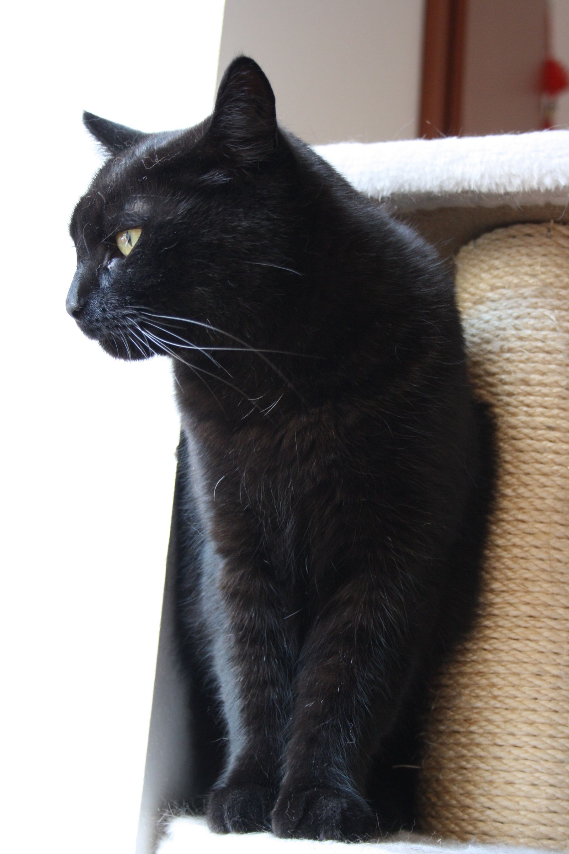 Dovolenka pre mačku