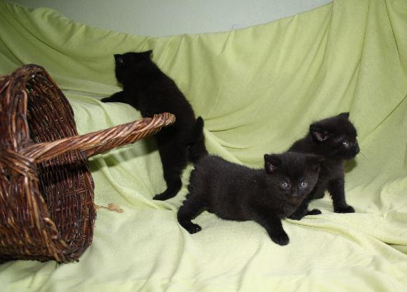 Jarná Mačacie želanie pre mačky a mačiatka