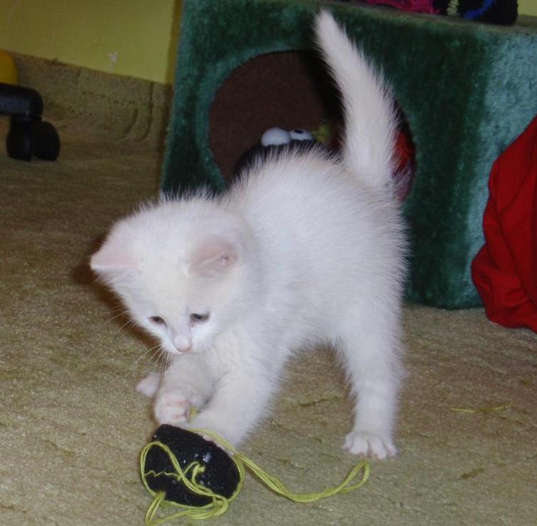 Obyčajný príbeh (ne) obyčajného kocúra