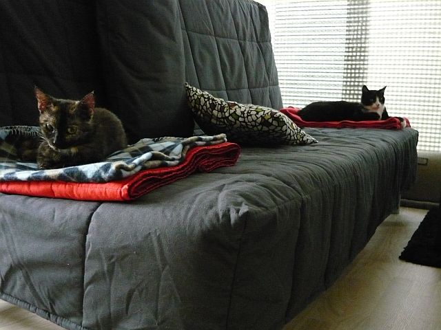 Zoznamovanie dvoch mačiek