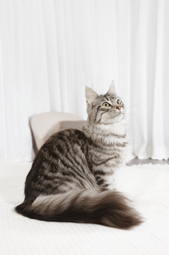 Výber správnej receptúry