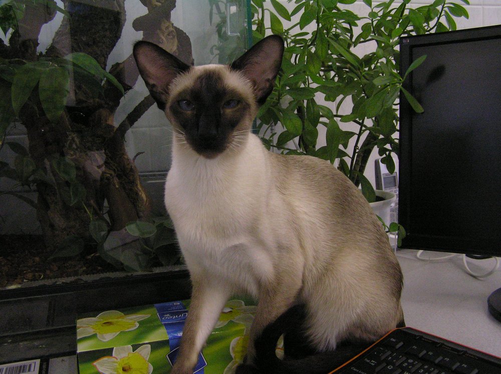 Je dôvodom značkovanie pes?